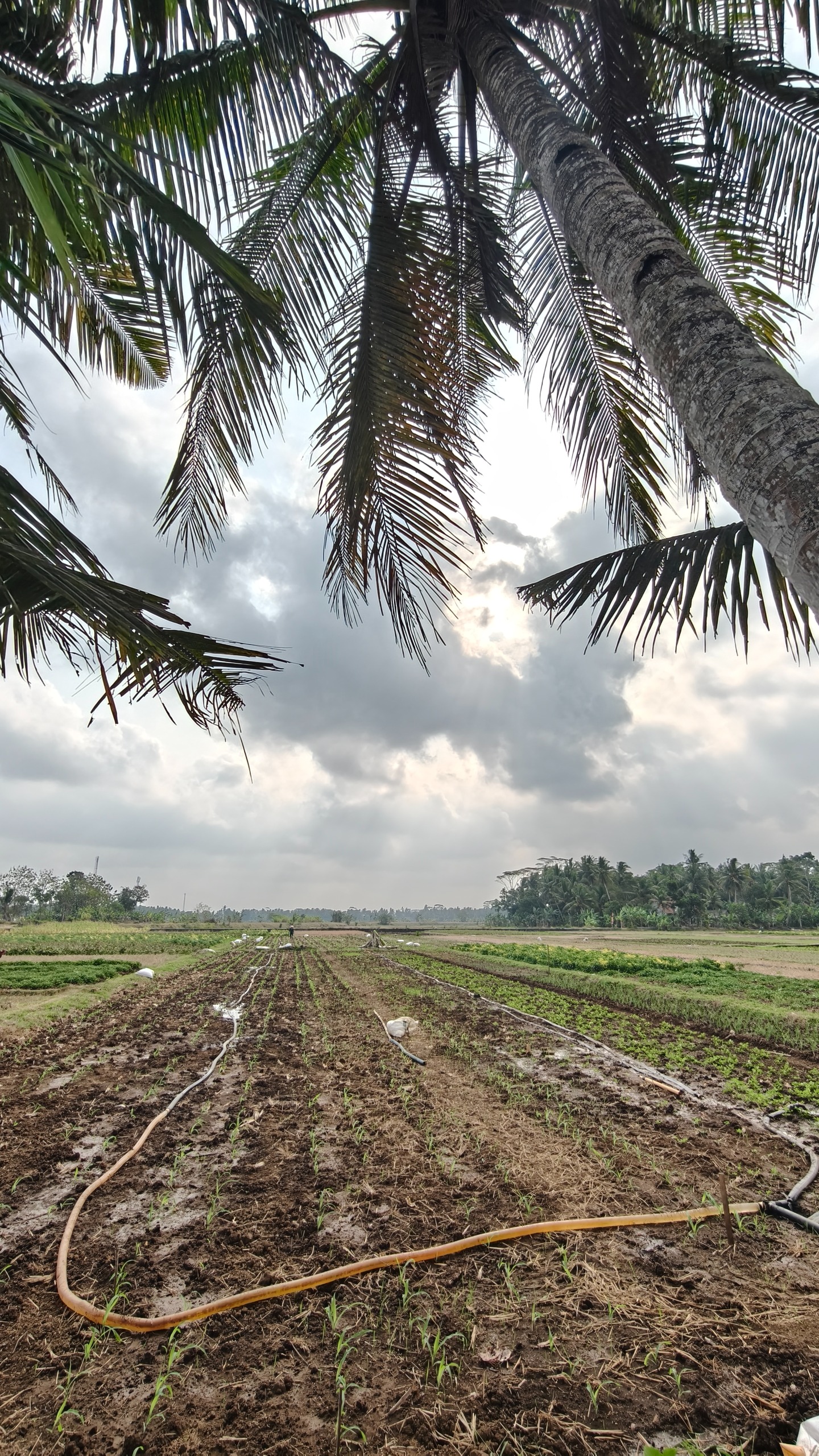 Lahan Pertanian Di Desa Klepu